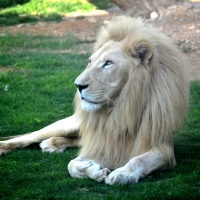 See Rare Animals In Al Ain Zoo - The Biggest Zoo In UAE and The Middle East